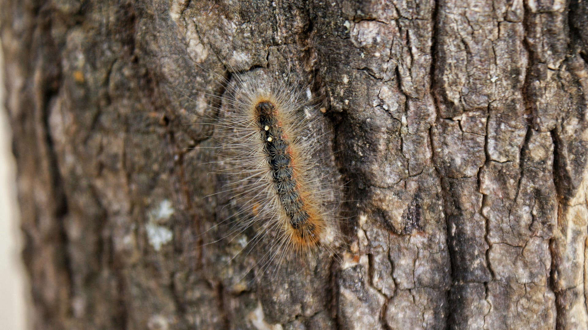 Raupe eines Eichenprozessionsspinners an einem Baum. Raupe eines Eichenprozessionsspinners an einem Baum.